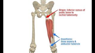 Two Minutes of Anatomy: Adductor Magnus