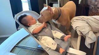 My Dog Became the Cutest Babysitter Ever! ️ (Must Watch!)