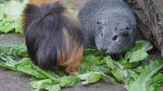 Hausmeerschweinchen aus dem Tierpark Berlin