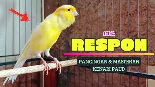 100% RESPONSuara Pancingan KENARI PaUd Cepat BeLajar BUNYI NgeriwiK || MASTERAN KENARI PAud #81