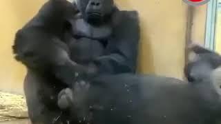 Monkey sex