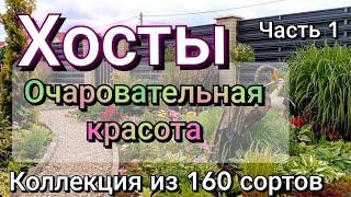 Хосты. Очаровательные растения для тени, полутени и солнечных мест. Часть моей коллекции