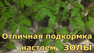 Отличная подкормка рассады зольным настоем. Как приготовить подкормку для рассады из древесной золы.