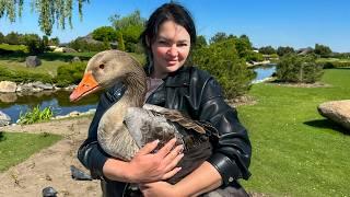 Healthy Duck Soup and Baked Goose in the Oven! Traditional Village Recipes