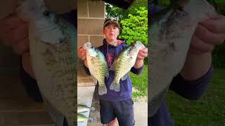 Lake Shelbyville Crappies! #fishing #crappie #fish #blackcrappie #whitecrappie #boatramps