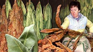 Artisanal TOBACCO. Cultivation and drying of the tobacco plant for commercialization