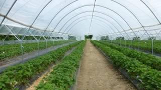 Supplier Plastik UV Greenhouse