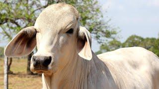 REAL COW VIDEOS REAL COW SOUNDS | Cow Video