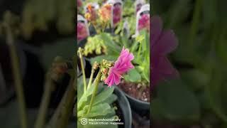 Lewisia seedling to bloom Reel