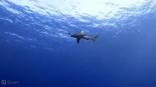 The original footage of Nov 2018 longomanus shark attack @ Brothers Island-Red Sea