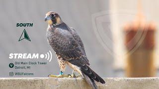 Wayne State University Peregrine Falcon Cam 1 (South) 𓅃