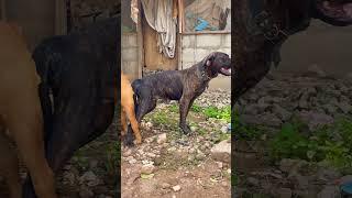 My male dog has is first sex today hmmm wow  #explore #tojtv #yorubanation #explorepage #biafra