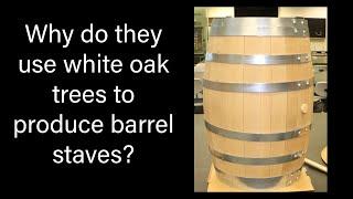 Why do they use white oak trees for barrel staves?