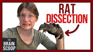 Rat Dissection: The Cutest Parts Are on the Outside