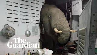 Elephant breaks into kitchen in Thailand looking for snacks