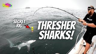 The SECRET RIG For THRESHER SHARKS (We Caught 8 Sharks!!!)