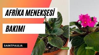 Afrika Menekşesi Bakımı  Çiçek Açtırma, Sulama, Toprak, Işık