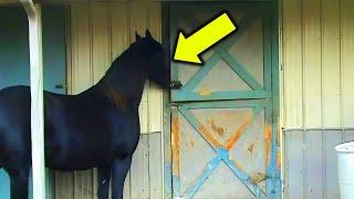 Nobody Could Believe What This Horse Did at Night—Until a Camera Revealed the Truth