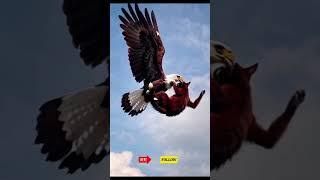 Eagle vs Cat funny video  