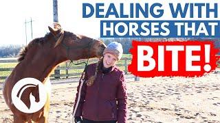 HORSES THAT BITE: How to Deal With a Horse That Bites