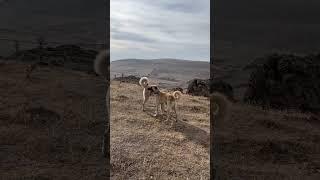 11aylık KANGAL FAÇA’nın İlk arkadaşı , 2yaşındaki BARON.Dokunmayana Dokunmayız :)