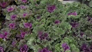 Ornamental kale and cabbage are colorful