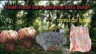 INILAH PENGHASILAN KEBUN KELAPA SAWIT DALAM WAKTU SATU BULAN