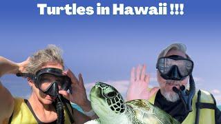 Is Swimming with Turtles in Hawaii Worth It? Our Honest Review!