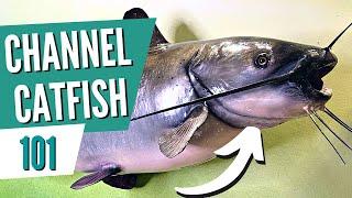 All About Channel Catfish (in 5 MINUTES)