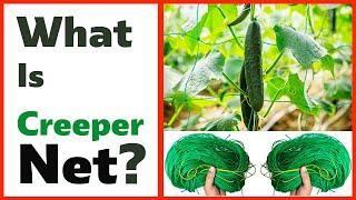 What Is Creeper Net, When and How to Use It || Climber Plant Support Net