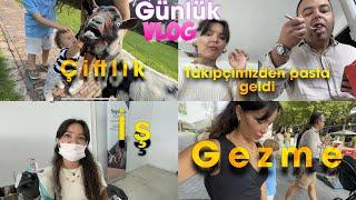 Hollanda günlük vlog | Belçika günlük vlog | Çiftlik gezmesi | Günlük vlog | Kıl tekniği işlemi