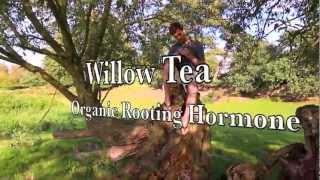 Willow Tea Organic Rooting Hormone - Home Made Rooting Hormone