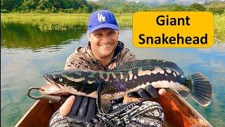 Giant Snakehead. Fishing in Thailand. khao laem National Park. Wild reservoir Fishing in Thailand