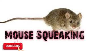 Predator Hunting Call - Mouse Squeaking - 15 Mins - Free Download