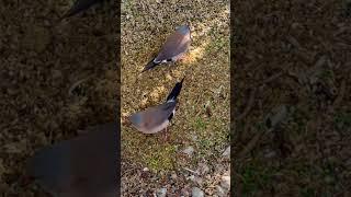 Longtailed Finch Pair | Aviary Birds #birds #bird #birdsounds