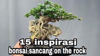 15 INSPIRASI BONSAI SANCANG MAME ON THE ROCK TERCANTIK || karya reza_bonsai