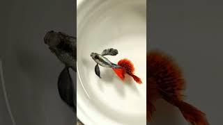 Beautiful mail Guppy fish ||Different variety Guppy fish mail||Volg Part 6|| #shorts #guppyfish