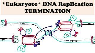 DNA Replication (Eukaryote) TERMINATION - Non-specific vs Site-specific Termination Mechanism