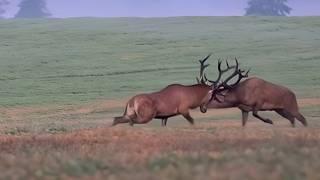 Red Deer Rut: The Most Beautiful Fight In Nature