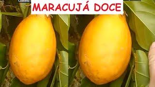 maracujá doce gigante, plantado num furo no quintal, fácil carrega, economiza ai plsss