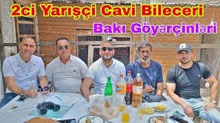 Azərbaycan Çempionatı Bakı Göyərçinləri Yarışınin İştirakçı Cavid  Biləcərinin Göyərçinlərinin Uçusu