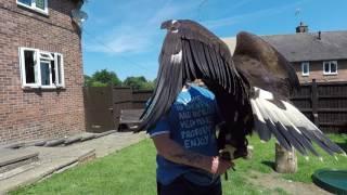 Golden eagle with sound