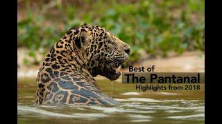 Jaguars & the Pantanal Highlights 2018