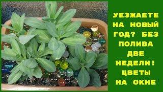 КАК ОСТАВИТЬ КОМНАТНЫЕ ЦВЕТЫ БЕЗ ПОЛИВА УЕЗЖАЯ В ОТПУСК