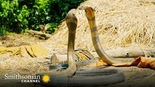 Intense: Two King Cobras Fight for a Nearby Queen  Into the Wild India | Smithsonian Channel
