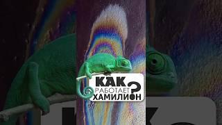 Как Работает Краска Хамелеон #painter #shorts  #автоэмали #automobile #покраска