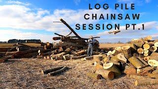 Cutting HUGE log pile into firewood with a Husky chainsaw