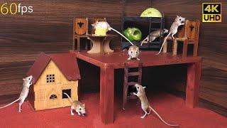 Cat TV for cats to watch Mouse Playground Fun | 8 hour Cat TV  Entertainment in 4K UHD