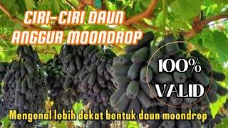 ciri ciri bentuk daun anggur moondrop import, rasanya termanis & tanpa biji  #anggurmoondrop #garden