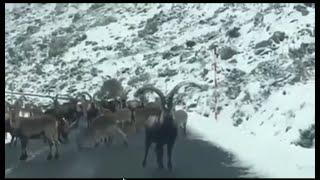 Funny video MARKHOR osm  Video TORBAAZ TRB per